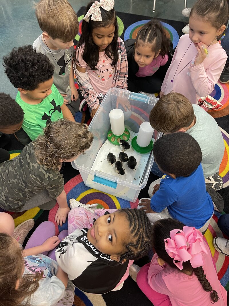 Kids observing chicks under the brooder heater plate