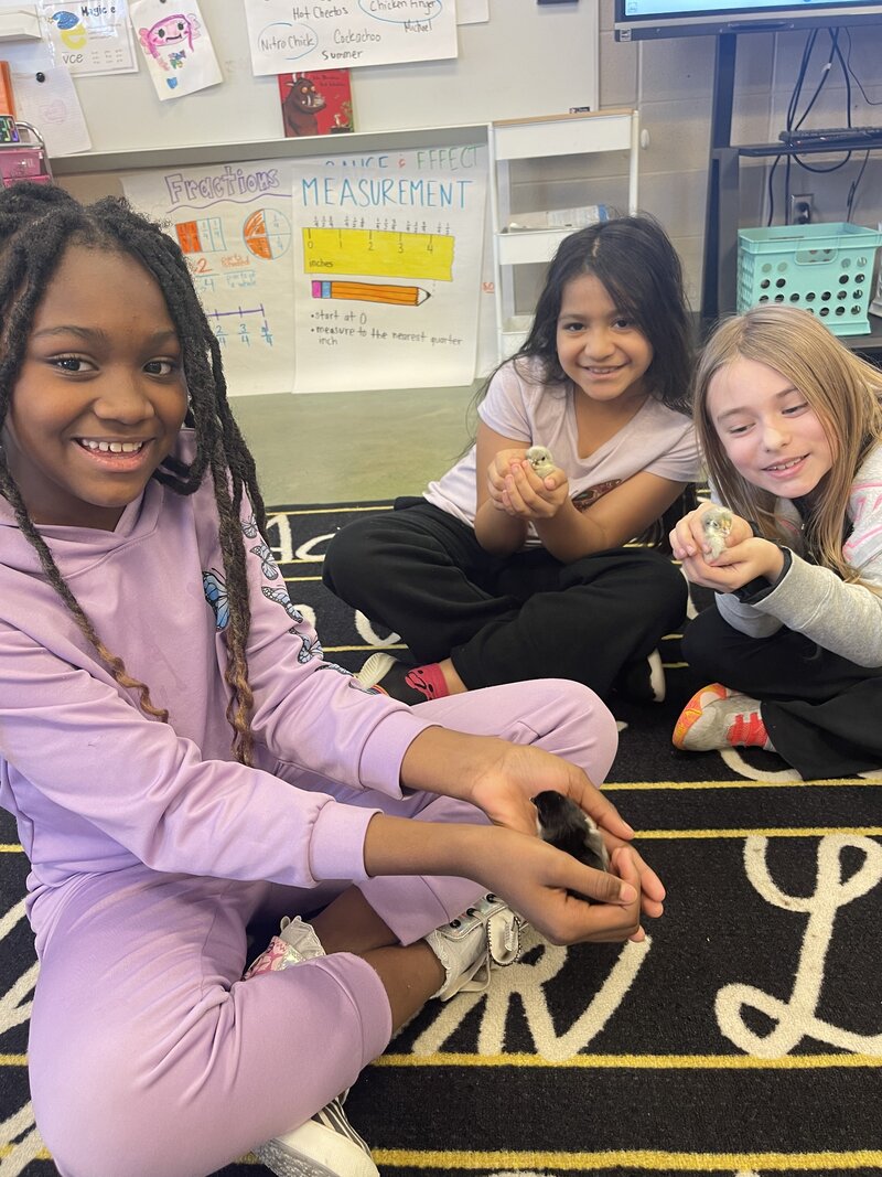 Students gathered around the brooder observing hatchlings